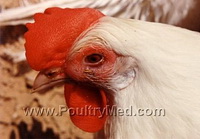 נזלת מדבקת של תרנגולות: ריכוז נתונים