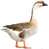 המאבק על "חוק כבד האווז"