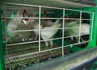 ממשק מטילות וסלמונלה אנטריטידיס