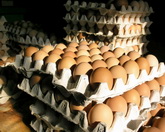 רשת הברחות של ביצי מאכל מהרשות הפלשתינאית לישראל, נחשפה