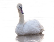 יפן: נגיף שפעת עופות H5N8 התגלה ב-Shimane