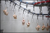 שחיטת עופות באנגליה וויילס