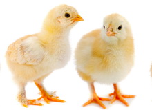 דלקת מח עופות באפרוחי פטם