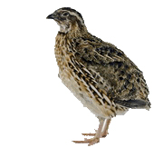 נגיף שפעת עופות H5 בפסיונים באירלנד