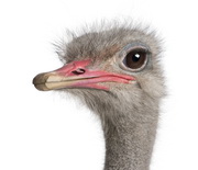 H5 ביענים באזור עין הבשור