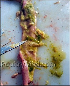 שפעת עופות בישראל - האירועים נמשכים