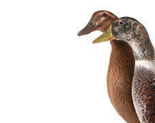 הונגריה: H5N8 בלהקת ברווזים