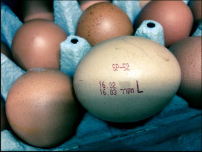 ממשיכים לא לספור את הצרכן