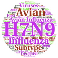 H7N9 בהולנד