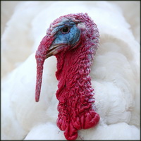 פרסום ושיווק בשר הודו