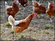 מועצת הלול מבקשת להשמיד 500 תרנגולות צעירות להטלה: ביורוקרטיה לפני ערך חיי בעלי חיים?