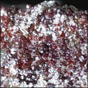 האקרית האדומה וטיפול חום