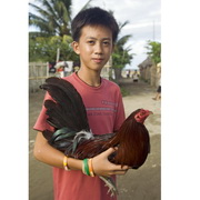 מהו מקור התרנגולת?