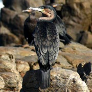 דרום אפריקה: התפרצות שפעת העופות לאורך חופי הכף המערבי