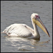 שפעת עופות בשקנאי