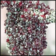 ניצוי וקרדית אדומה