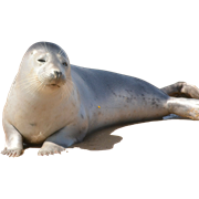 HPAI H5N8 ביונקים ימיים