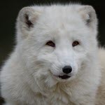 פינלנד: חוות גידול בע"ח לפרוות חיוביות לנגיף H5N1