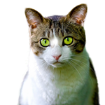 נוירוטרופיזם והסתגלות נגיף H5N1 בחתולי בית