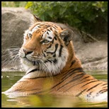 וושינגטון, ארה"ב: 20 חתולי בר גדולים מתו משפעת עופות