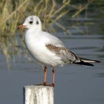 שפעת עופות בשחפים