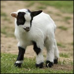 ארה"ב: שפעת עופות בעיזים