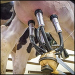 שרידות נגיף שפעת עופות H5N1 על ציוד חליבה