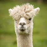 אלפקות באיידהו נמצאו חיוביות לנגיף H5N1