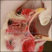  אטלס פתולוגי