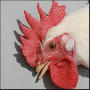 אטלס אנטומי