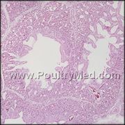 אטלס היסטולוגי