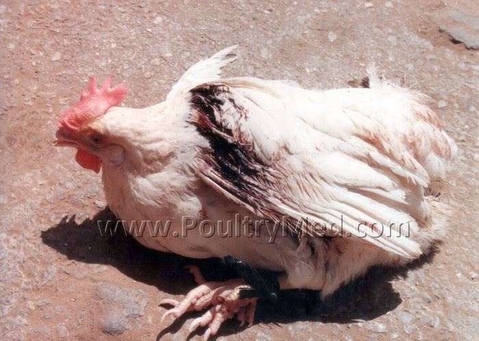 Avian Leukosis/Sarcoma