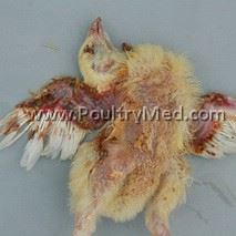 Chicken Infectious Anaemia