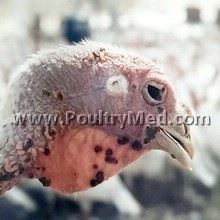Fowl Pox