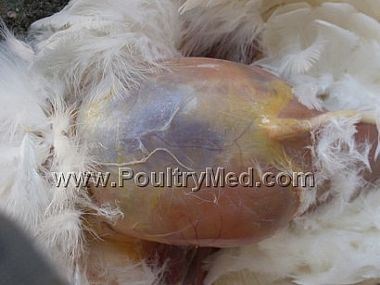 Infectious Bronchitis