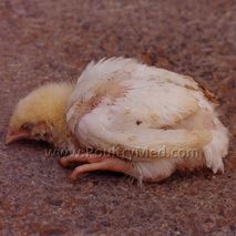 Infectious Bursal Disease