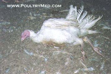 Israel Turkey Meningoencephalitis