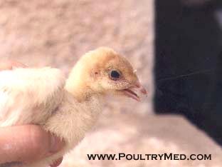 Turkey Rhinotracheitis