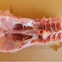 Enterococcus cecorum