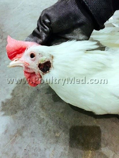 Gallibacterium anatis