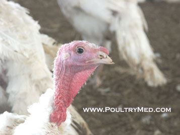 Mycoplasma gallisepticum