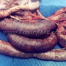 Coccidiosis - E. necatrix