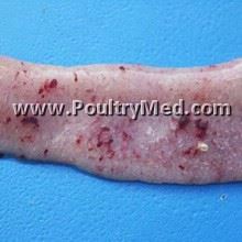 Coccidiosis - E. maxima