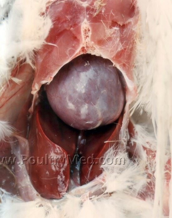Spontaneous Cardiomyopathy in Turkeys