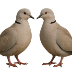 רגישות מוגבלת של יונים לנגיף H5N1 מתת-ענף 2.3.4.4b