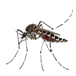 קדחת מערב הנילוס - שימו לב!