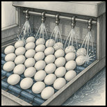 שטיפת ביצי מאכל: מותר או אסור?