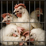 רווחת מטילות ביצי המאכל: עתירה לבג"ץ