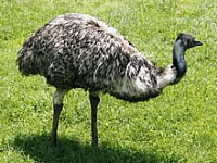 H5N1 בעין גדי