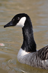 אנגליה: נמשכים אבחוני  שפעת העופות H5N1